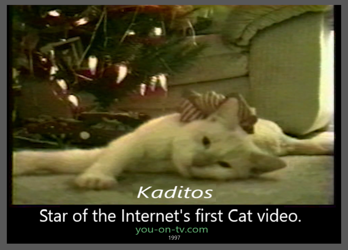 Kaditos — promotional meme for early cat video